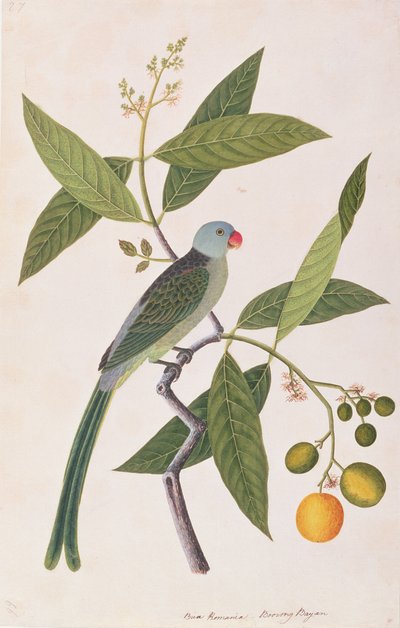 Parakeet, from Drawings of Birds from Malacca, c.1805-18 by Chinese School